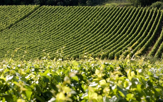 Champagne Jean COMYN -  Champagne Jean COMYN -